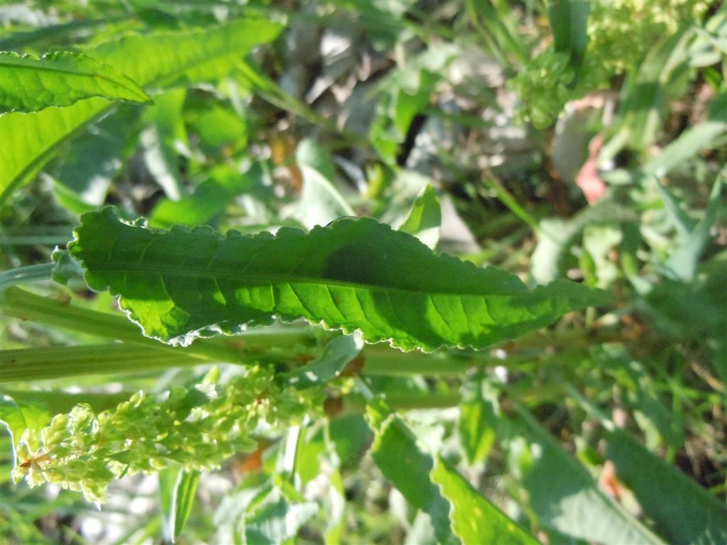 Rumex crispus